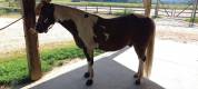PAINT HORSE PP HONGRE 6 ans 