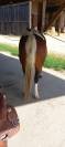 PAINT HORSE PP HONGRE 6 ans 