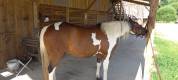 PAINT HORSE PP HONGRE 6 ans 
