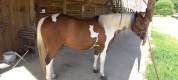 PAINT HORSE PP HONGRE 6 ans 