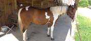 PAINT HORSE PP HONGRE 6 ans 