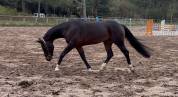 Gelding KWPN Dutch Warmblood For sale 2019 Dark Bay
