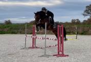 Gelding KWPN Dutch Warmblood For sale 2019 Dark Bay