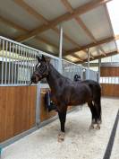 Gelding KWPN Dutch Warmblood For sale 2019 Dark Bay
