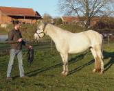 POULINIERE CONNEMARA 12 ANS