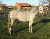 POULINIERE CONNEMARA 12 ANS