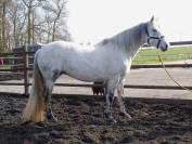 POULINIERE CONNEMARA 12 ANS