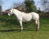 POULINIERE CONNEMARA 12 ANS