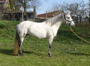 POULINIERE CONNEMARA 12 ANS