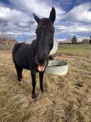 Lot de 3 jeunes chevaux