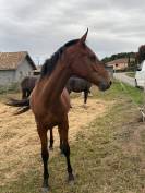 Lot de 3 jeunes chevaux