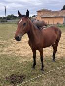 Lot de 3 jeunes chevaux