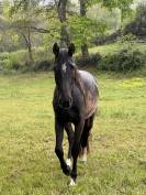 Lot de 3 jeunes chevaux