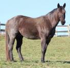 Quarter horse blue roan Homozygote 