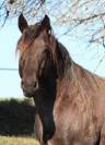 Quarter horse blue roan Homozygote 