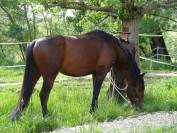 Vends jument Psl suit&eacute;e 