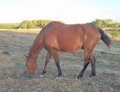 Selle fran&ccedil;ais 22 ans