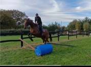 Vendre jument loisirs / &eacute;levage 