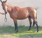 Vendre jument loisirs / &eacute;levage 