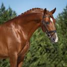 Cavalo puro sangue Lusitano