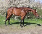 A vendre tr&egrave;s belle jument oldenbourg pour &eacute;levage 