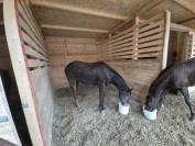 Puledra di ottima genealogia