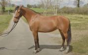 Magnifique Jument PSL 