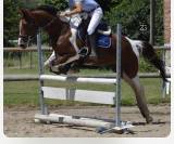 Jument poulini&egrave;re ONC 