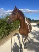 Jument poulini&egrave;re ONC 