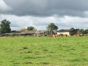 Azienda ovina In vendita Haute-Vienne