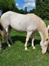Jument cremollo 9 ans