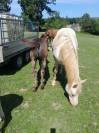 Jument cremollo 9 ans