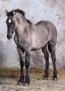 Poulain crois&eacute; frison grullo