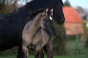 Poulain crois&eacute; frison grullo