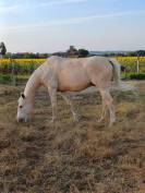 Cheval espagnol - CDE - 15 ans - Loisirs