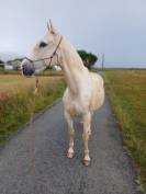 Cheval espagnol - CDE - 15 ans - Loisirs