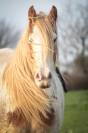 Hongre gypsy cob PP