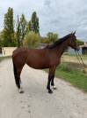 &Agrave; vendre JUMENT DE SPORT de 5 ans