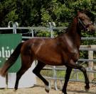 Natty Boop de Marli&egrave;re