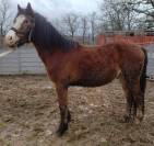 Ruin Bekend ras Te koop 2022 Donker bruin / bai ,  FURY D'ARQUETAN