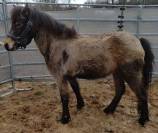 Merrie Franse rijpony PFS Te koop 2022 Isabel ,  RABOLIOT D'ARQUETAN