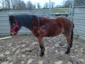 Ruin Franse rijpony PFS Te koop 2022 Donker bruin / bai ,  RABOLIOT D'ARQUETAN