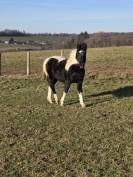 Veulen (ml) Bekend ras Te koop 2025 Bont