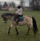 Poney welsh B 3 ans 