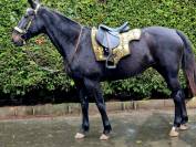 Superbe jument de 10ans polyvalente 