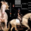 Jument lusitanienne pleine