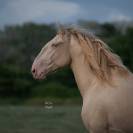 Jument lusitanienne pleine