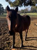 Jument &agrave; donner 