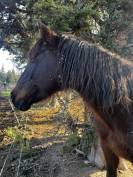 Jument &agrave; donner 