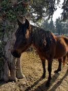 Jument &agrave; donner 